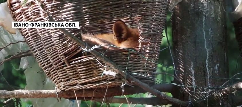 Животные поселились в гнездах / Скриншот Животные поселились в гнездах / Скриншот