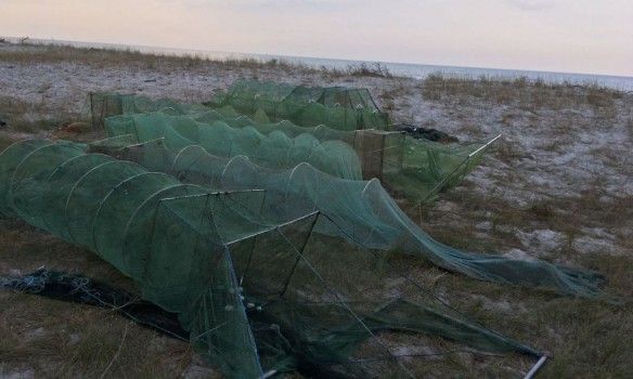 Браконьеры выловили 42 тыс. креветок / пресс-служба ГПСУ Браконьеры выловили 42 тыс. креветок / пресс-служба ГПСУ