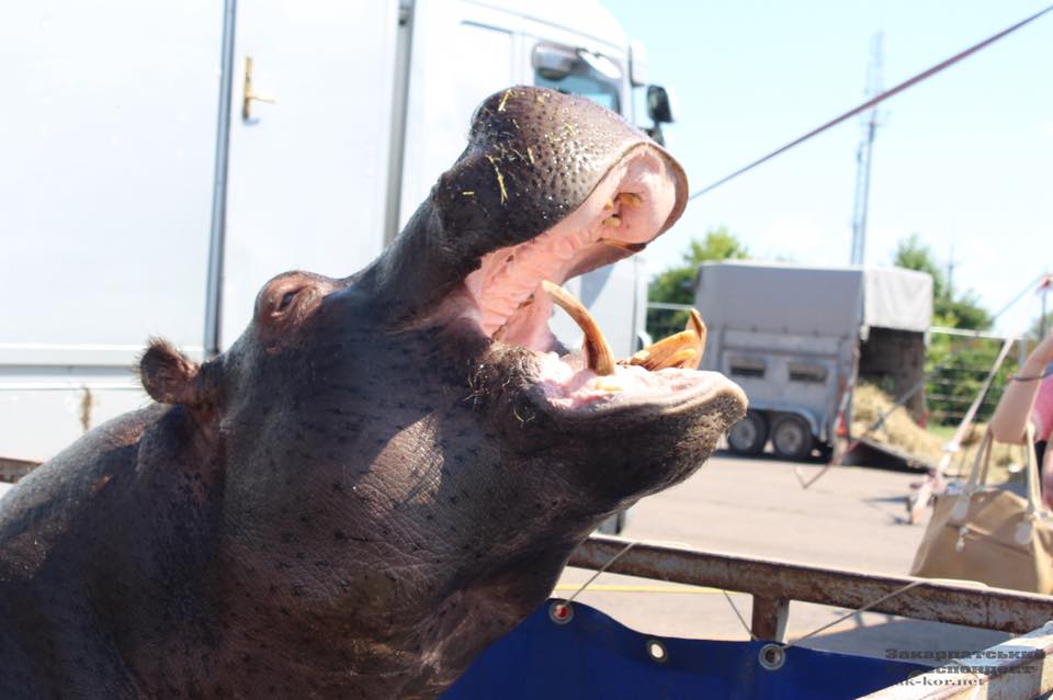 Бегемот едва не умер в Трускавце / Фото facebook.com/UAnimals.official Бегемот едва не умер в Трускавце / Фото facebook.com/UAnimals.official