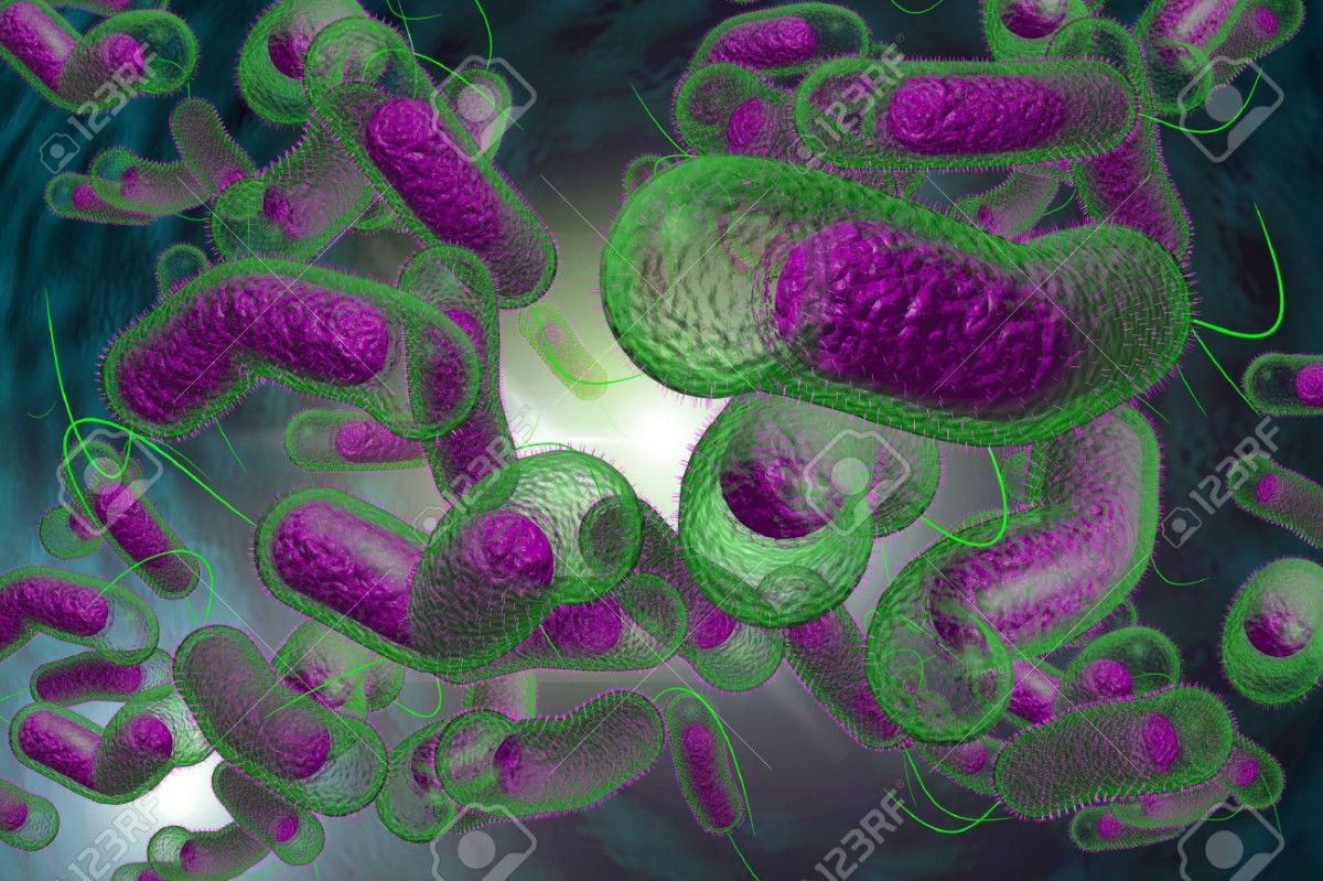 Бактерия холеры под микроскопом / 123RF.com