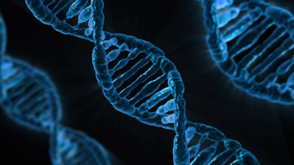 В 1953 году ученые Кембриджского университета Джеймс Уотсон и Френсис Крик презентовали структурную модель ДНК  / фото pixabay.com