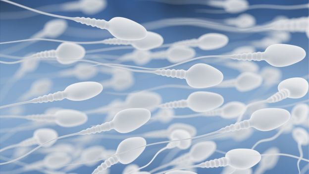 Антитела обездвиживают сперматозоидов на пути к яйцеклетке / фото pixabay.com
