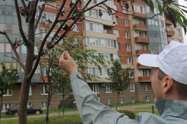 Ожившие рябиновые саженцы превратились в раскидистые ивы / фото onf.ru Ожившие рябиновые саженцы превратились в раскидистые ивы / фото onf.ru