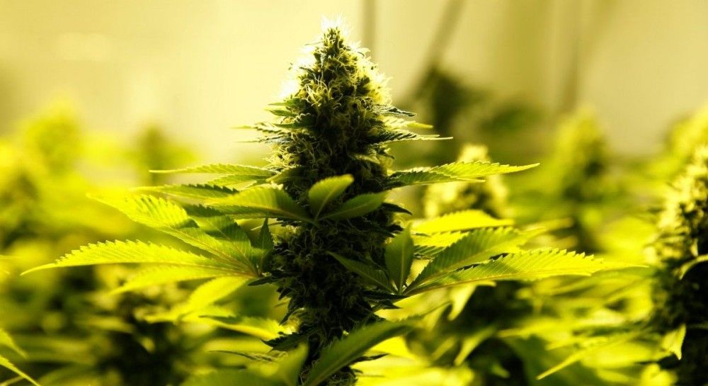 Швейцария легализована марихуана магазин тор браузер hydra2web