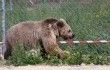 Притулок для бурих ведмедів 'Домажир' <br> УНІАН