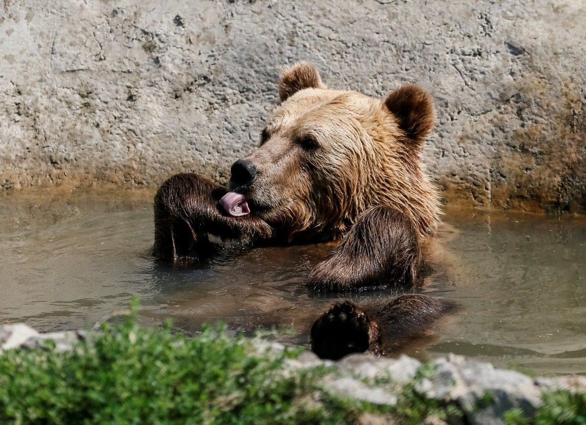 Сколько живут медведи в неволе. Жизнь медведя в неволе. Рай для медведей. Бурый медведь Продолжительность жизни в неволе. Мишка Напа.