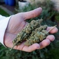 Легализация марихуаны в австралии не входит в тор браузер гирда