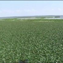 Водяной орех может уничтожить запасы рыбы в Днепре
