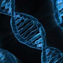 Ученые вырастили первый в истории организм с полностью измененным ДНК