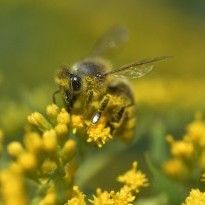 В Украине сегодня будет жарко, на западе пройдут дожди с грозами (карта)
