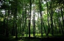 В Дании собрали почти 3 миллиона евро для высадки деревьев