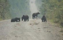 У Росії ведмеді з'їли тонну риби, яку висипав п'яний водій вантажівки (фото)