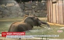 Спасение от адской жары для животных: в австрийском зоопарке установили бассейн для слонов (видео)
