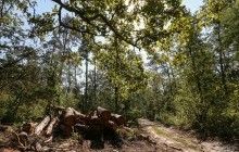 Гослесагентство пожаловалось на недостаточное финансирование в проекте госбюджета-2018