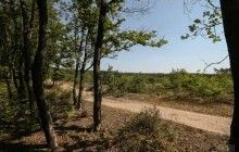 В Украине усыхает почти 400 тысяч гектаров леса – Гослесагентство