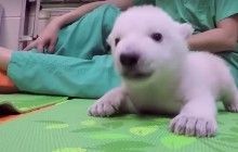 У мережі показали перші місяці життя полярного ведмедика у двохвилинному відео