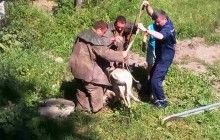 На Житомирщині рятувальники витягли козу з каналізаційного колектору