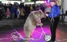 Порабощенная бродячим циркачом медведица получила новый дом