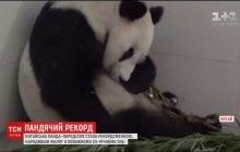 Черно-белая медведица из китайского зоопарка стала самой старой мамой-пандой (видео)