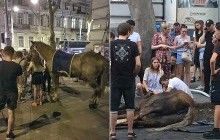 Odesa residents save horse that fainted from heat in city center – Kyiv Post