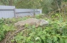 Знайшлися власники "динозавра" під Києвом, який з'їв кабачки місцевої жительки (відео)