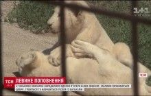 В чешском зоопарке родились пять редких белых львят (видео)