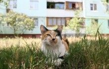 Усы, лапы и хвосты: сегодня отмечают Международный день кошек (видео)