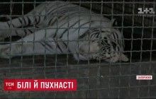 Білі і пухнасті: в сафарі-парку Бердянська народилися унікальні тигренята з блакитними очима (відео)