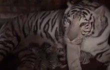 В Бердянске родились уникальные белые тигрята (видео)