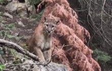 Зустріч, яка шокує: туристи у парку зіткнулися з гірським левом (відео)