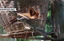 На Прикарпатье лисиц поселили в гнездах (видео)