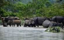 На востоке Индии более 9,6 млн человек пострадали от наводнения