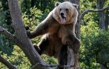 Reuters показало щасливе життя ведмедів у притулку біля Житомира (фоторепортаж)