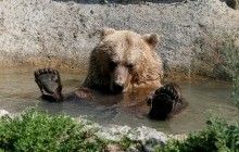 Четверо бурых медведей переедут из Херсона в национальный парк на Прикарпатье
