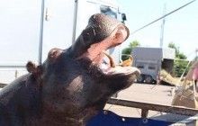 Во Львовской области спасатели помогли выжить цирковом бегемоту