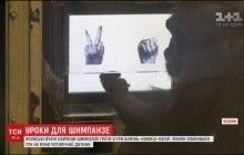 У Японії вчені навчили шимпанзе грати в "камінь-ножиці-папір"