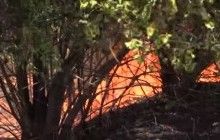 Спасатели предупреждают о наивысшем уровне пожарной опасности в Украине