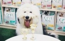 OptiMeal стал официальным спонсором "Евро Дог Шоу – 2017"