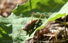 В нацпарке Беларуси заметили редкий для страны вид кузнечиков (фото)
