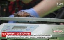 Зважені і підраховані: в лондонському зоопарку провели масовий перепис тварин (відео)