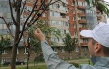 "Озеленення по-пітерськи": до засохлих дерев зелені гілки примотали скотчем (відео)