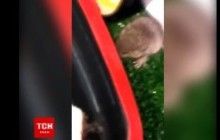 Миша поласувала суші у столичному гіпермаркеті, та там проблем з гризунами не бачать (відео)