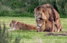 Гей-прайд: фотограф показав кадри одностатевих стосунків левів у заповіднику (фото)