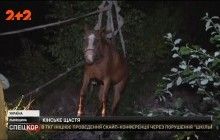 Біля Львова рятувальники врятували коня, який впав у пожежний резервуар (відео)