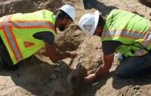 В Колорадо нашли останки трицератопса возрастом 66 миллионов лет