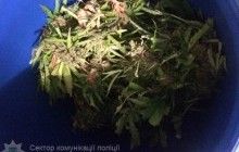 Полиция задержала жителя Львовщины, который вырастил на Волыни более 10 кг конопли