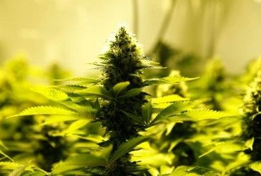 В Таиланде призвали туристов не приезжать в страну только чтобы накуриться