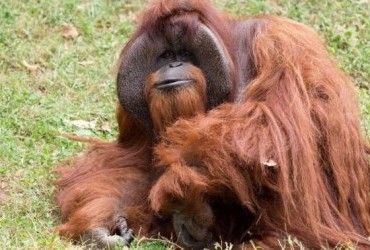 Ученые установили, что орангутанги оказались умнее семилетних детей