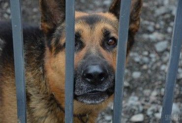 Ракетный удар по Львовской области: стало известно, как овчарка спасла мужчину от гибели (видео)