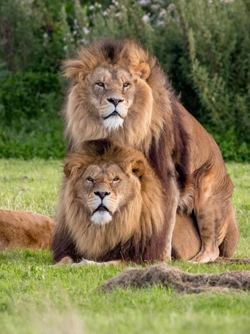 Гей-прайд: фотограф показал кадры однополых отношений львов в заповеднике  (фото) | УНИАН